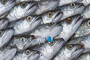 تناول رأس السمك