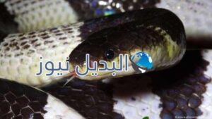 تفشي مرض كورونا الخطير
