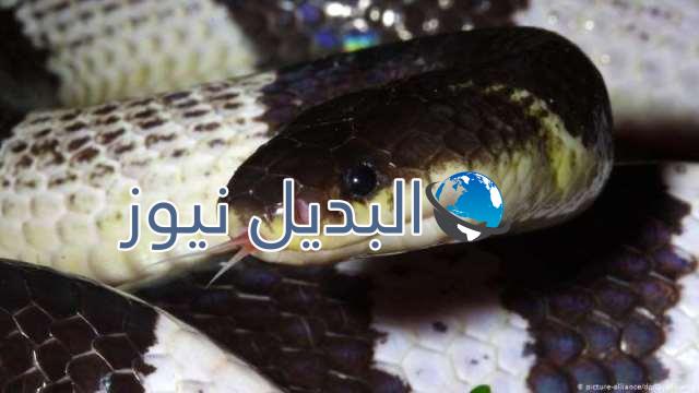 تفشي مرض كورونا الخطير