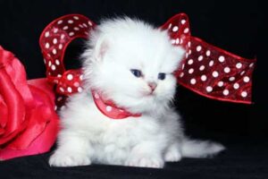 beautiful-cats-صور-قطط-جميلة-1