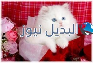beautiful-cats-صور-قطط-جميلة-1-524x360