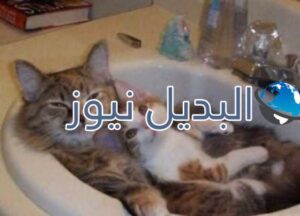 beautiful-cats-صور-قطط-جميلة