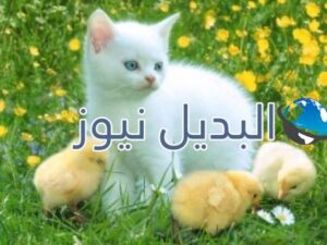 beautiful-cats-صور-قطط-جميلة