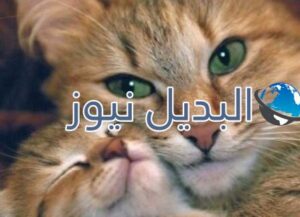 beautiful-cats-صور-قطط-جميلة