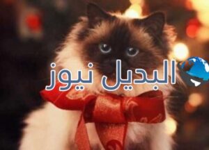 beautiful-cats-صور-قطط-جميلة