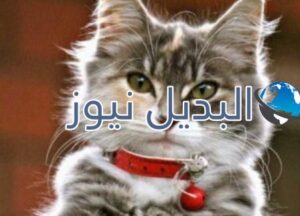 beautiful-cats-صور-قطط-جميلة