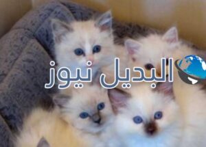 beautiful-cats-صور-قطط-جميلة