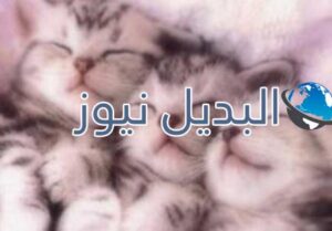 beautiful-cats-صور-قطط-جميلة