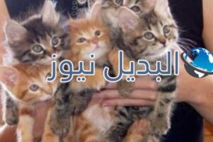 beautiful-cats-صور-قطط-جميلة