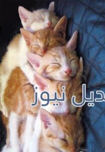 beautiful-cats-صور-قطط-جميلة