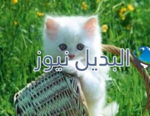 beautiful-cats-صور-قطط-جميلة