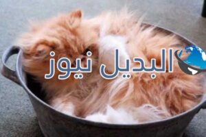 beautiful-cats-صور-قطط-جميلة