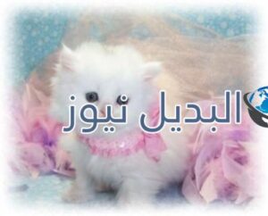 beautiful-cats-صور-قطط-جميلة
