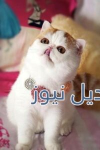 beautiful-cats-صور-قطط-جميلة