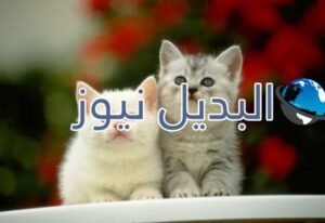 beautiful-cats-صور-قطط-جميلة