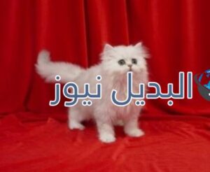 beautiful-cats-صور-قطط-جميلة