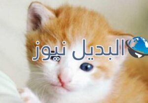 beautiful-cats-صور-قطط-جميلة