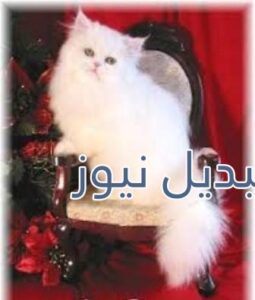 beautiful-cats-صور-قطط-جميلة