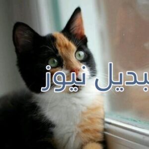 beautiful-cats-صور-قطط-جميلة