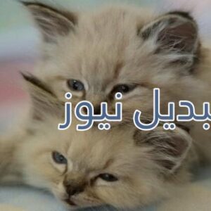beautiful-cats-صور-قطط-جميلة