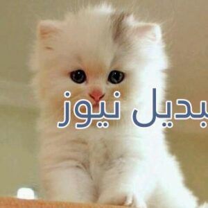 beautiful-cats-صور-قطط-جميلة
