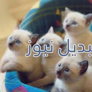 beautiful-cats-صور-قطط-جميلة