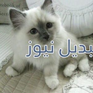 beautiful-cats-صور-قطط-جميلة