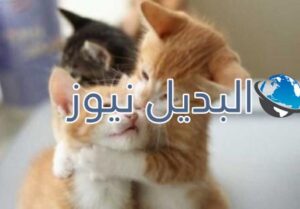 beautiful-cats-صور-قطط-جميلة