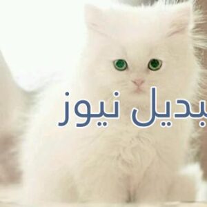 beautiful-cats-صور-قطط-جميلة