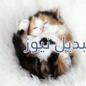 beautiful-cats-صور-قطط-جميلة
