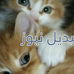 beautiful-cats-صور-قطط-جميلة