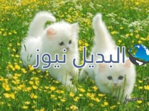 beautiful-cats-صور-قطط-جميلة