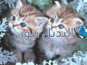 beautiful-cats-صور-قطط-جميلة
