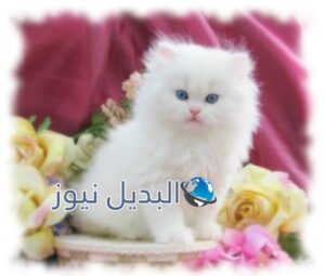 beautiful-cats-صور-قطط-جميلة