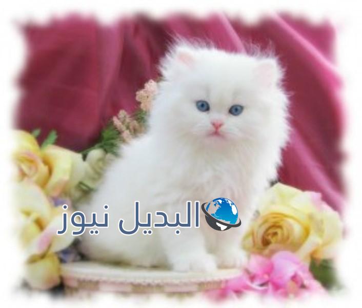 beautiful-cats-صور-قطط-جميلة