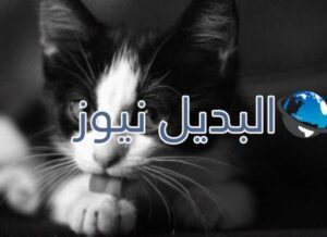 beautiful-cats-صور-قطط-جميلة