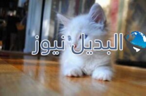 beautiful-cats-صور-قطط-جميلة