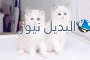 beautiful-cats-صور-قطط-جميلة