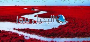 الشاطئ الأحمر_الصين