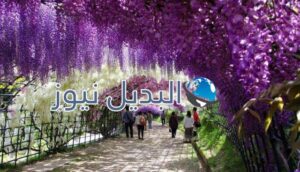 نفق زهور الوستاريا في اليابان