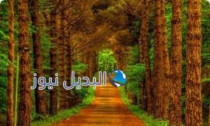 أجمل الغابات في العالم