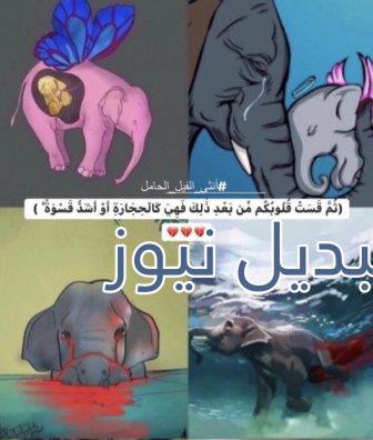 أنثى الفيل الحامل