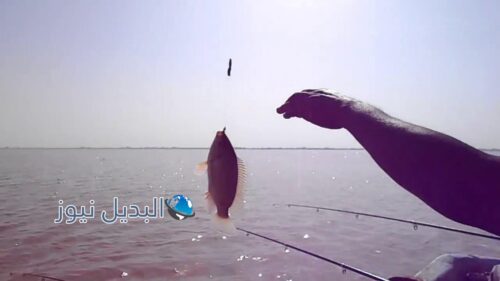 تفسير حلم صيد السمك للمتزوج