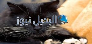 تفسير حلم القطه السوداء
