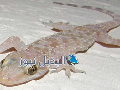 تفسير حلم البرص للمتزوجة