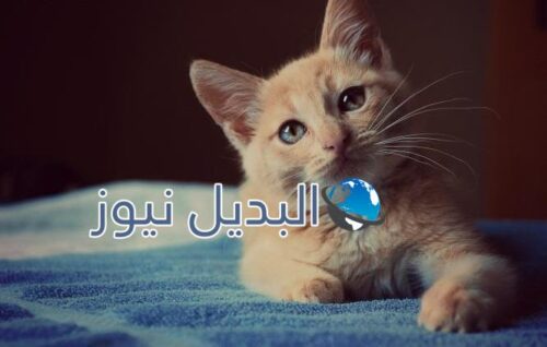 القطط الصغيرة في المنام