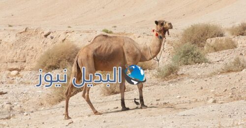 تفسير حلم الجمل