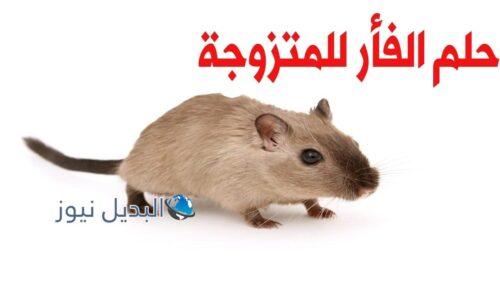 تفسير حلم الفأر للمتزوجه