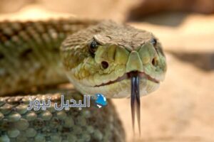 تفسير حلم ثعبان كبير