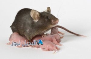 حلم الفئران